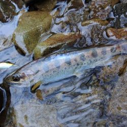 ＧＷに渓流釣り ～長良川水系～
